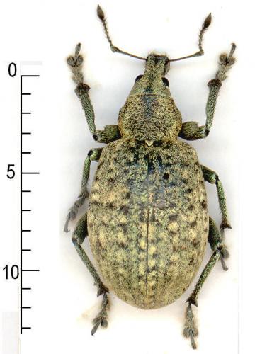 Liophloeus tessulatus