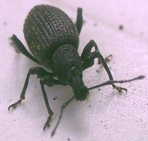 Otiorhynchus sulcatus
