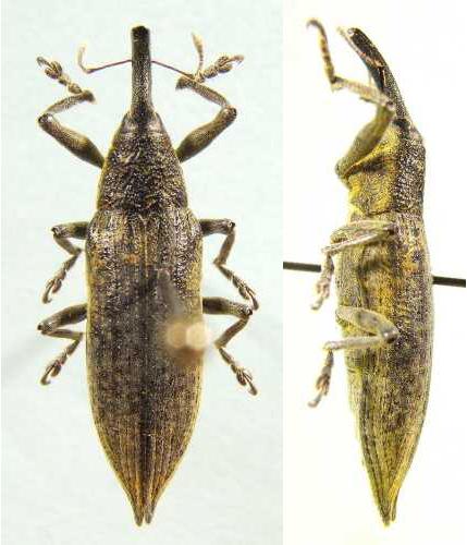 Réf. 5 967 : Lixus iridis