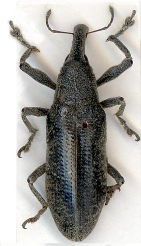 Lixus pulverulentus