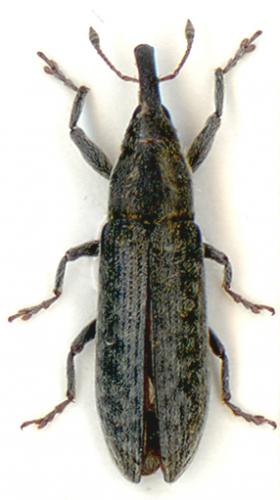 Réf. 5 602 : Lixus sp.