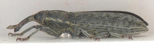 Lixus sp.