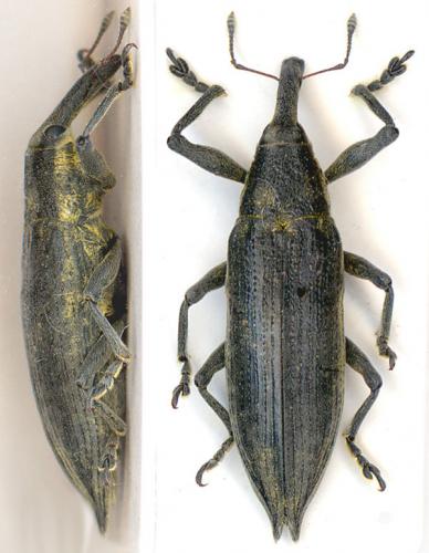Réf. 5 601 : Lixus iridis