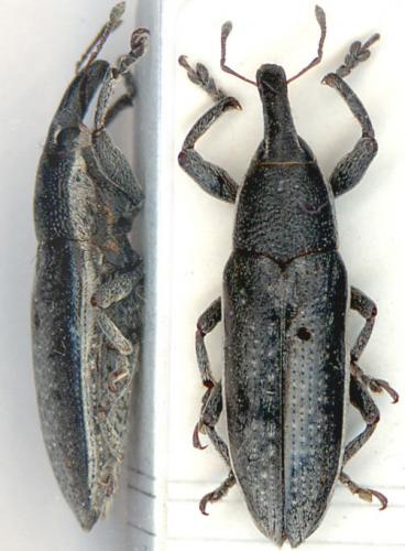 Réf. 5 620 : Lixus ochraceus
