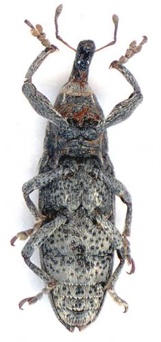 Réf. 5 619 : Lixus ochraceus