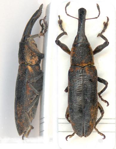 Lixus pulverulentus
