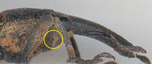 Lixus pulverulentus