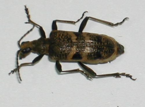 Rhagium mordax