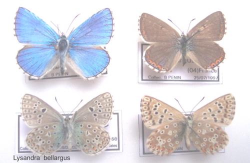 Polyommatus bellargus