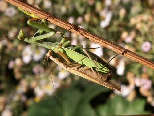 Réf. 5 028 : Mantis religiosa