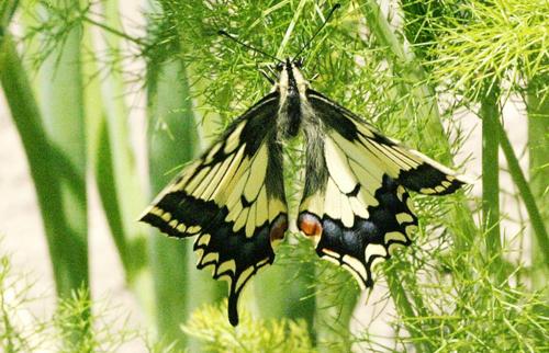 Papilio machaon