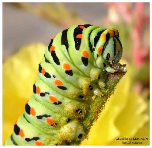 Réf. 5 073 : Papilio machaon