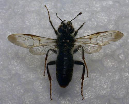 Pseudoclavellaria amerinae