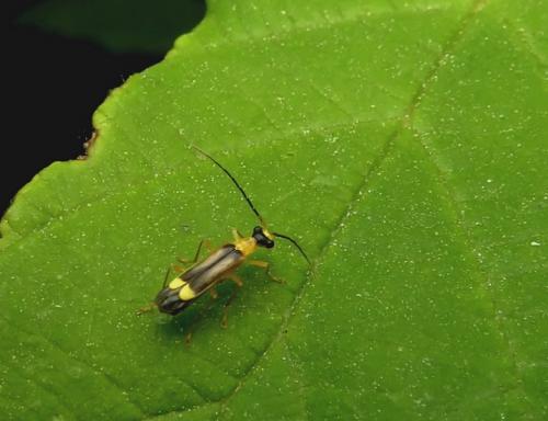 Malthinus balteatus