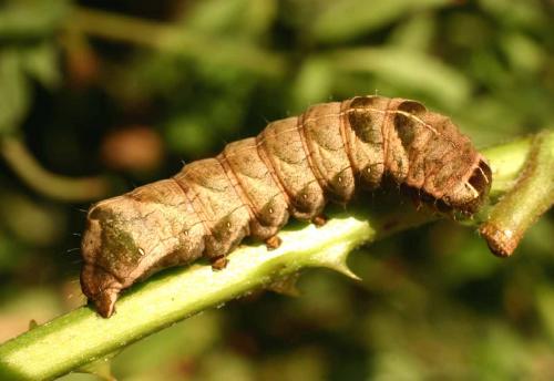 Melanchra persicariae