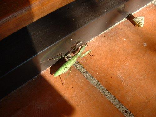Mantis religiosa