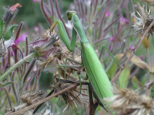 Réf. 5 336 : Mantis religiosa