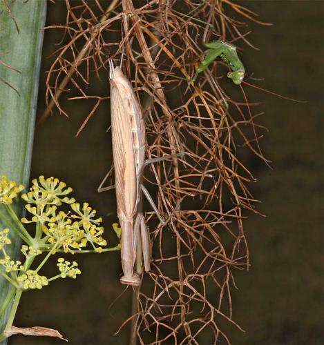 Mantis religiosa