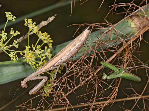 Réf. 5 085 : Mantis religiosa