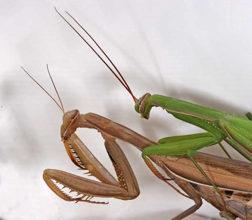 Réf. 5 087 : Mantis religiosa