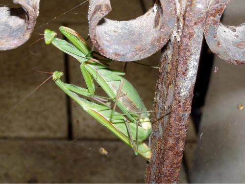 Mantis religiosa