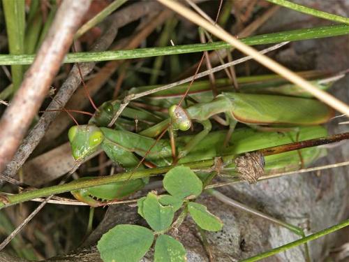 Mantis religiosa