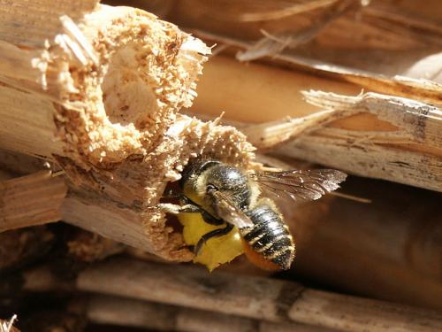 Megachile sp.