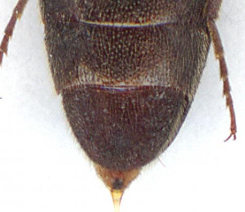 Melanotus crassicollis