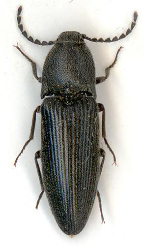 Melanotus punctolineatus