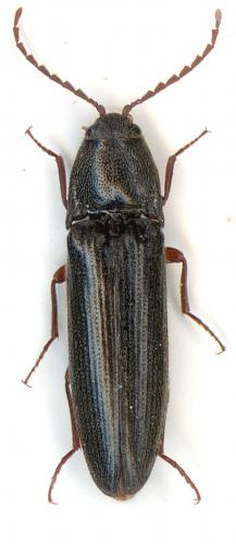 Réf. 5 647 : Melanotus villosus