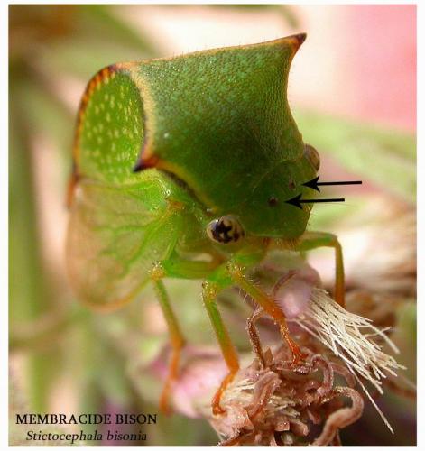 Stictocephala bisonia