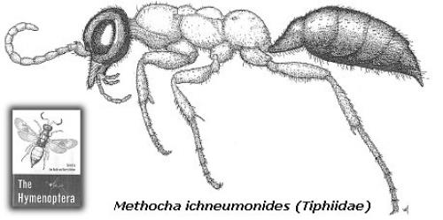 Methocha ichneumonides