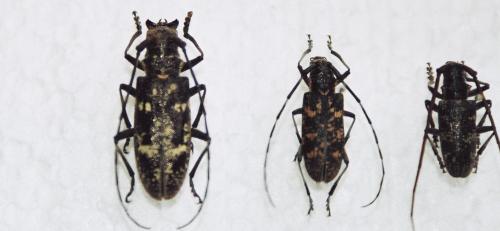 Monochamus divers