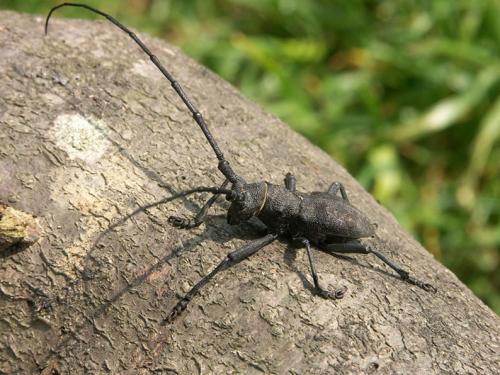 Morimus asper