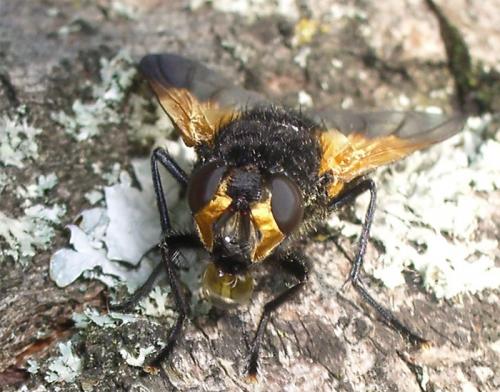Réf. 5 760 : Mesembrina meridiana