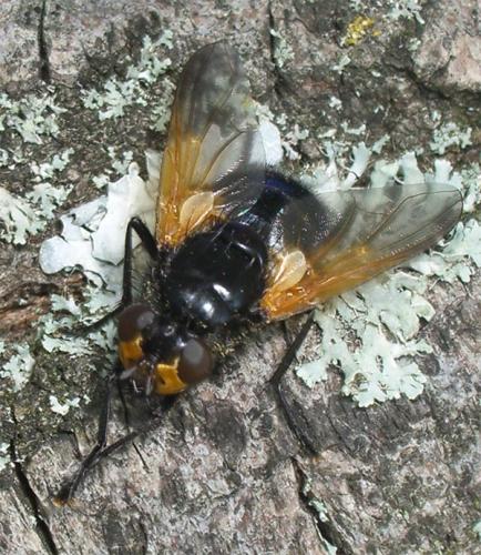 Réf. 5 761 : Mesembrina meridiana