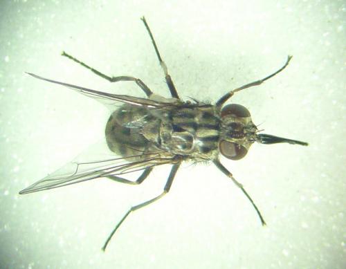 Stomoxys calcitrans