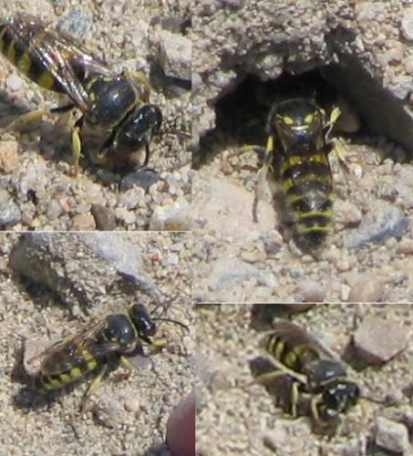 Bembecinus tridens