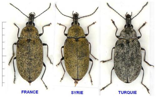 Réf. 5 618 : Mycterus curculioides