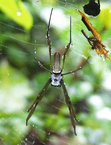 Nephila cornuta