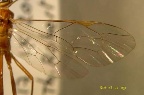 Réf. 5 851 : Netelia sp.
