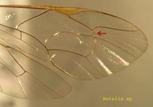 Réf. 5 853 : Netelia sp.