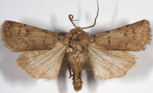 Réf. 5 885 : Agrotis cinerea