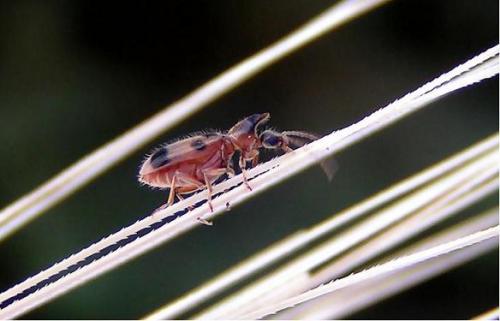 Notoxus sp.
