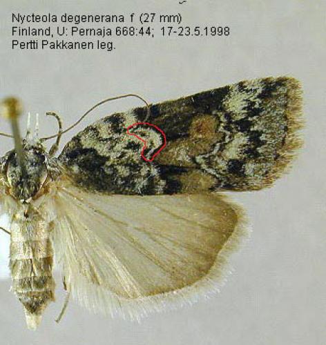 Nycteola degenerana