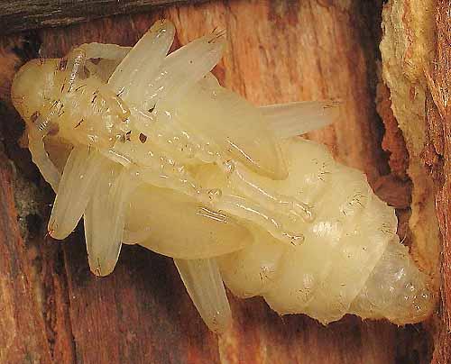 Réf. 5 140 : Rhagium bifasciatum