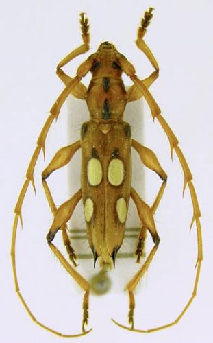 Nyssicus conspicillatus