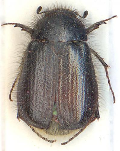 Omaloplia diabolica