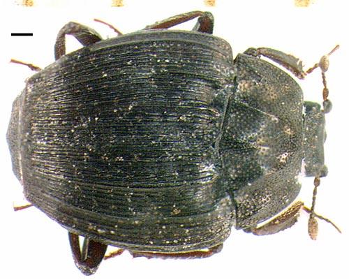 Réf. 5 969 : Onthophilus punctatus punctatus