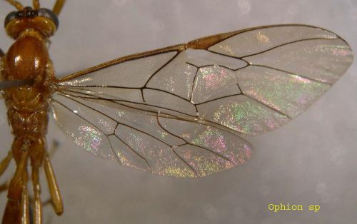 Ophion sp.